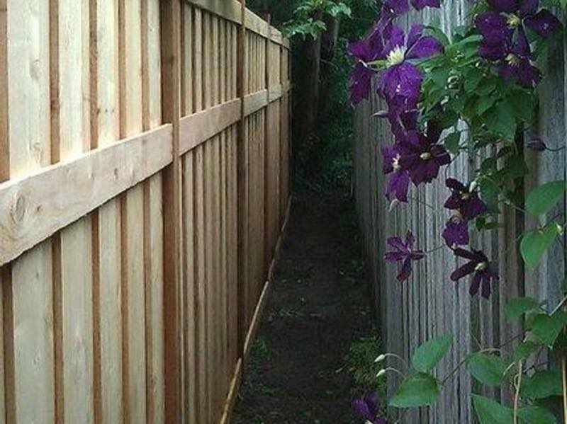 Cedar privacy fence along a narrow side-yard walkway with purple clematis flowers climbing the fence